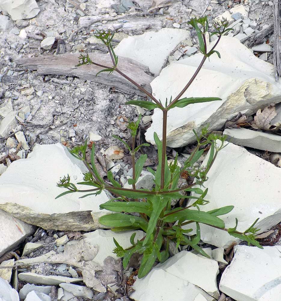 Image of Valerianella dentata specimen.