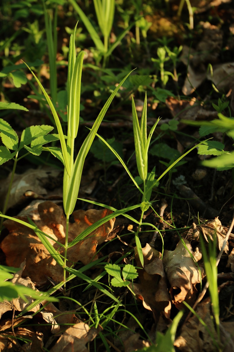 Изображение особи Stellaria holostea.