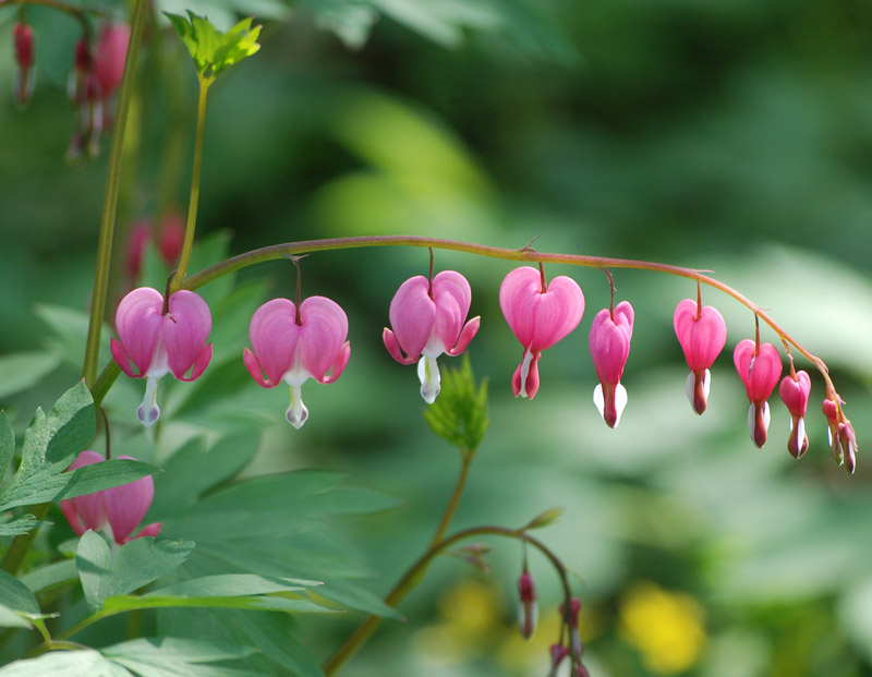 Image of Dicentra spectabilis specimen.