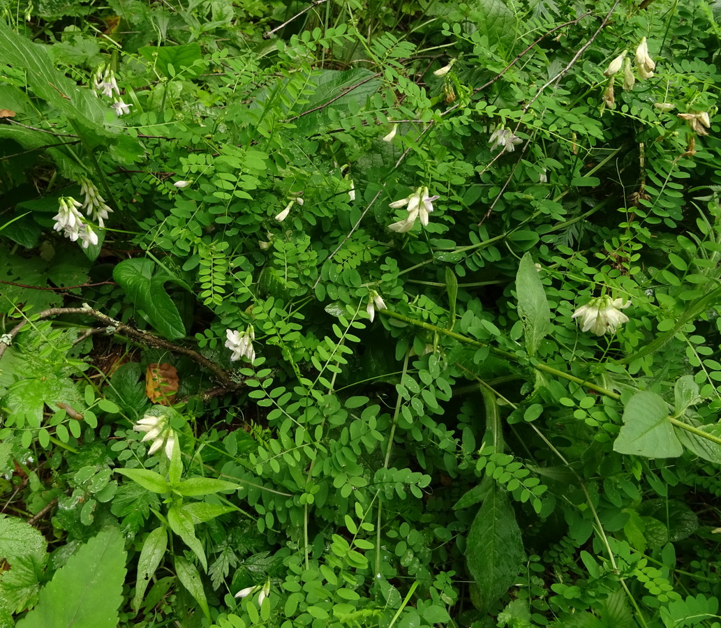 Image of Vicia sylvatica specimen.