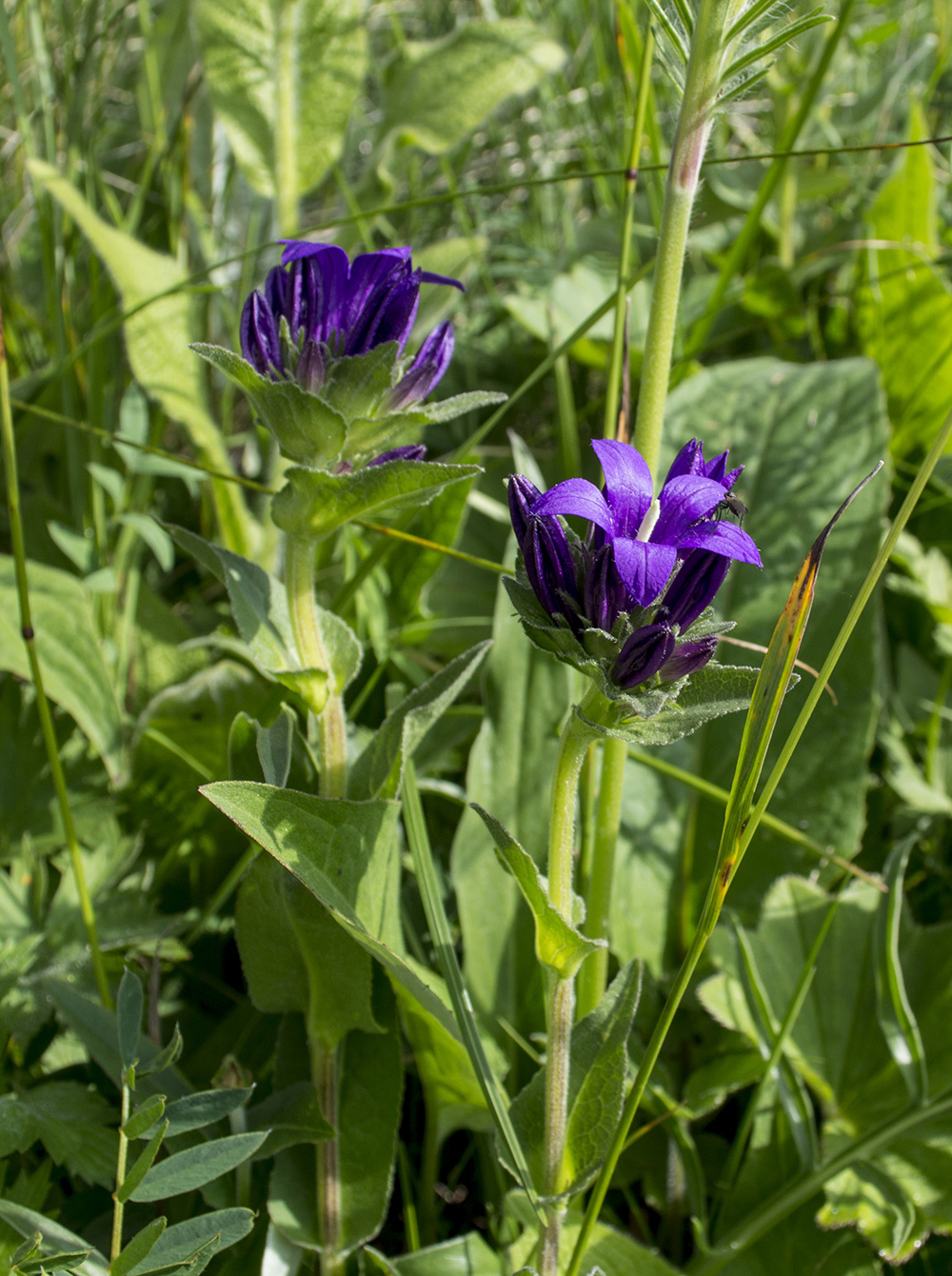 Изображение особи Campanula glomerata ssp. oblongifolioides.