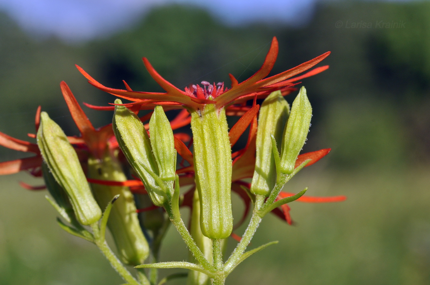 Изображение особи Lychnis wilfordii.