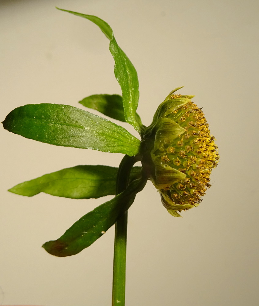 Image of Bidens cernua specimen.