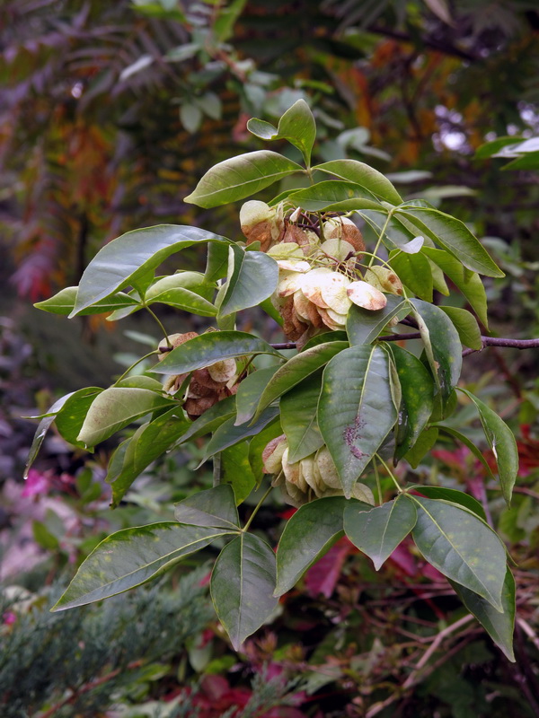 Изображение особи Ptelea trifoliata.