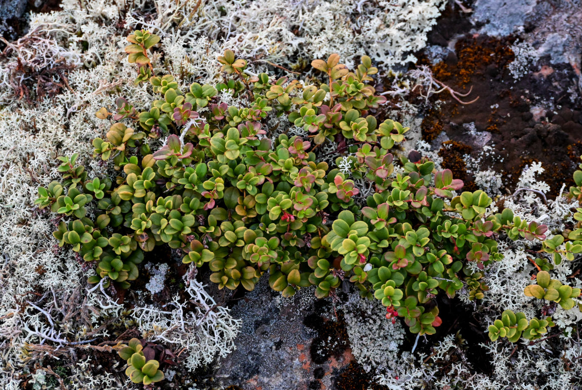 Изображение особи Vaccinium vitis-idaea.