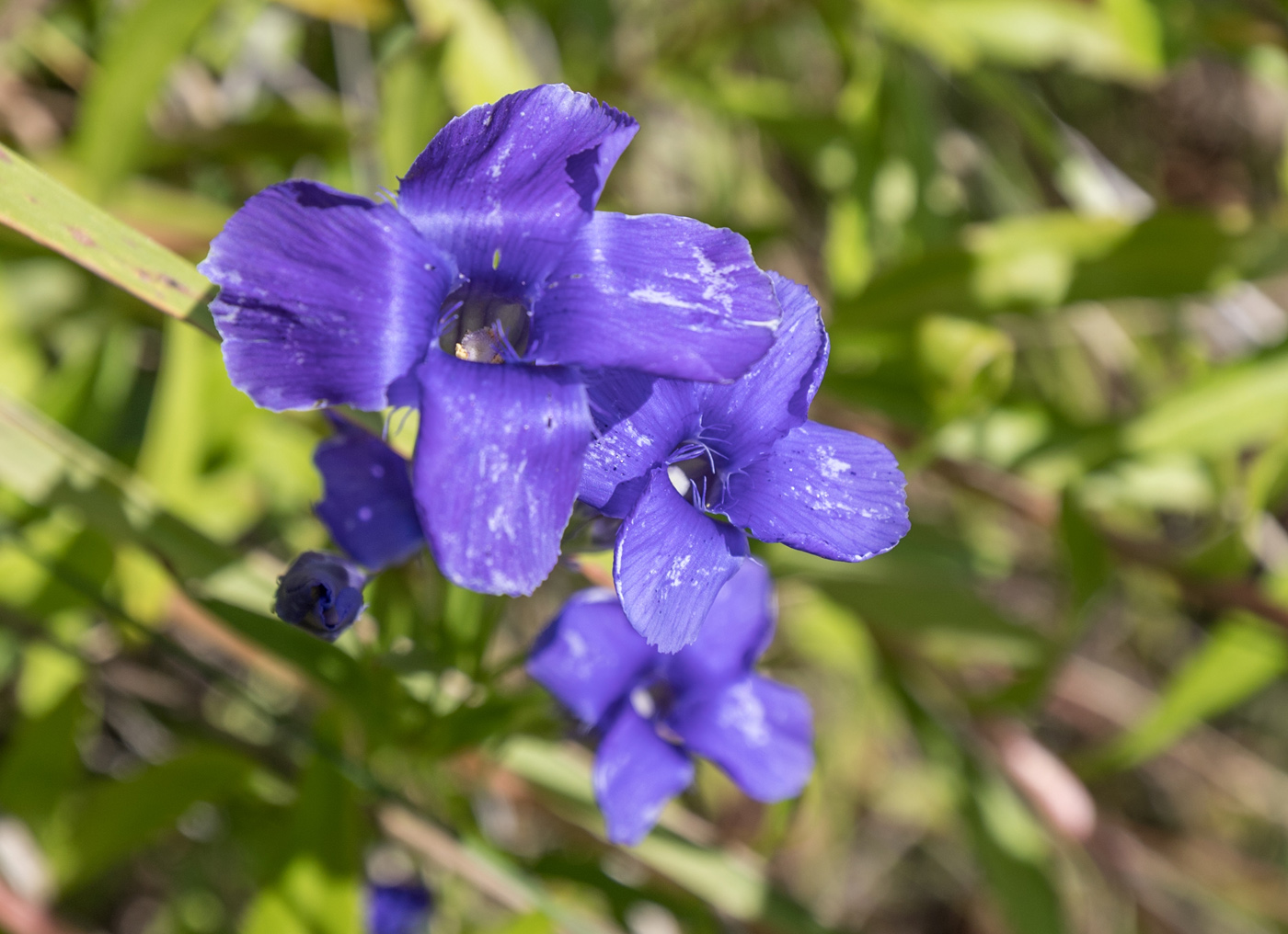 Image of Gentianopsis barbata specimen.