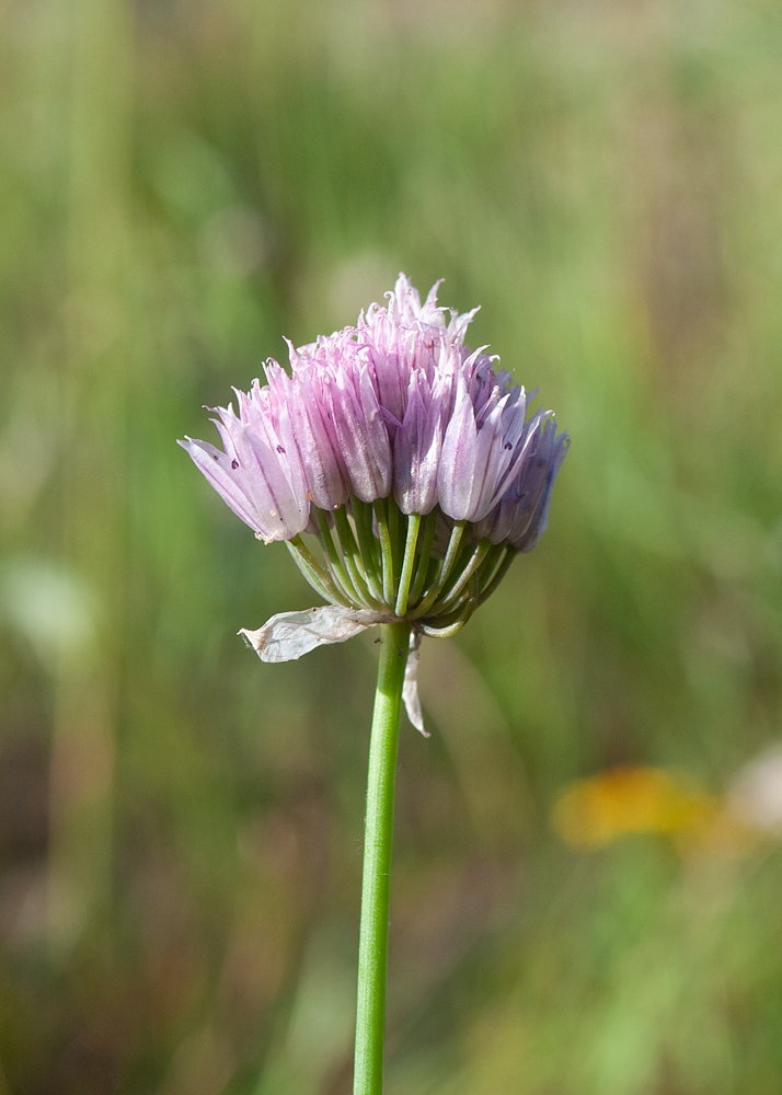 Изображение особи Allium schoenoprasum.