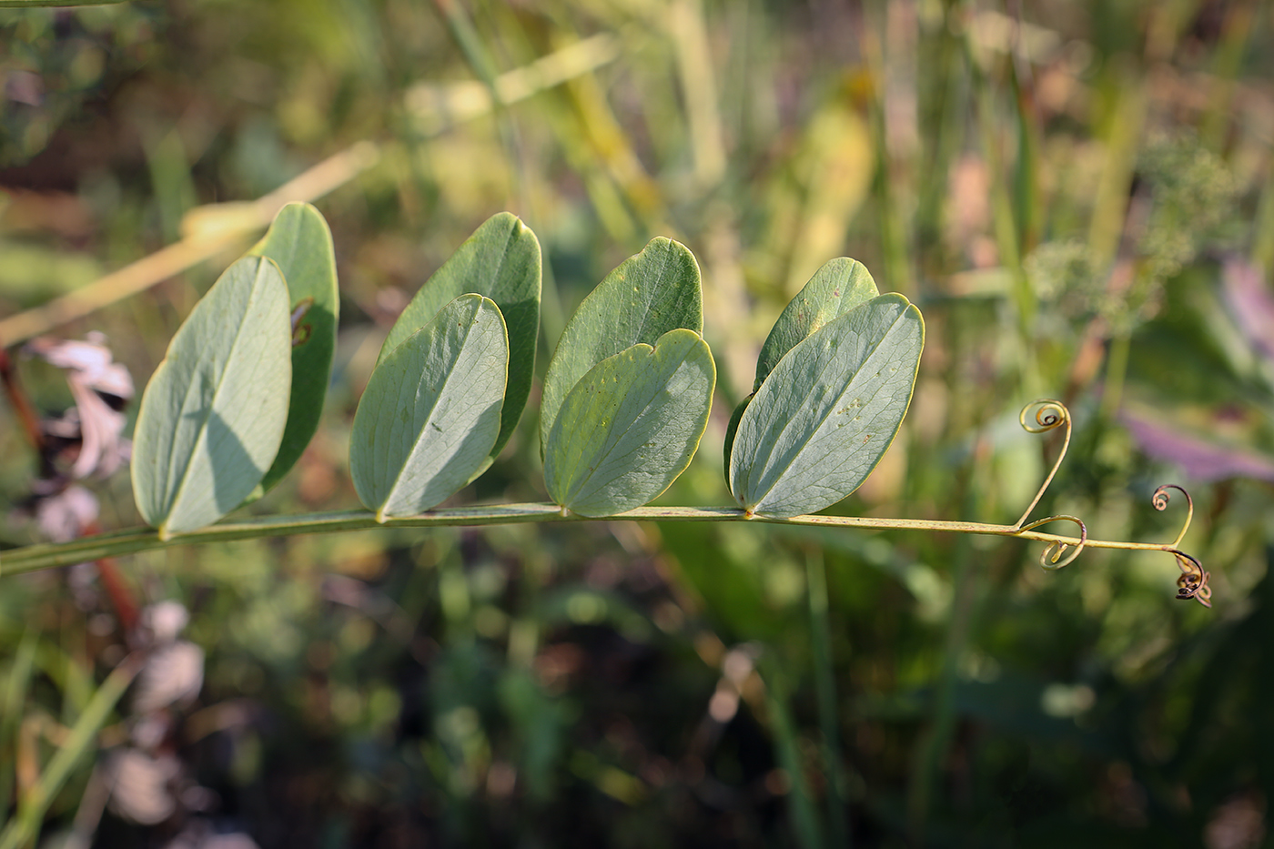 Image of Lathyrus pisiformis specimen.