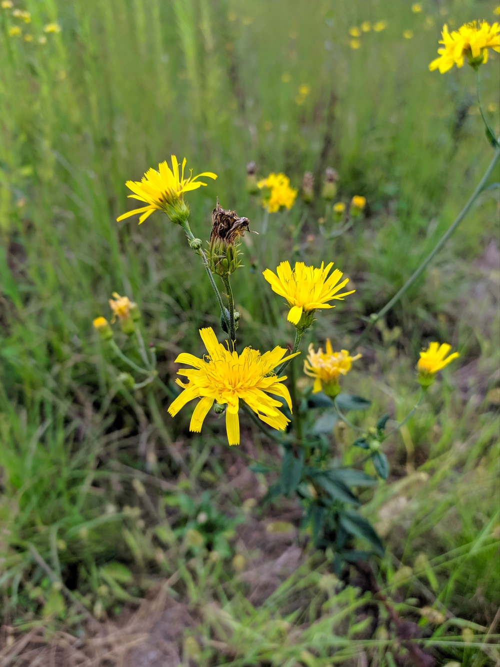 Изображение особи Hieracium umbellatum.