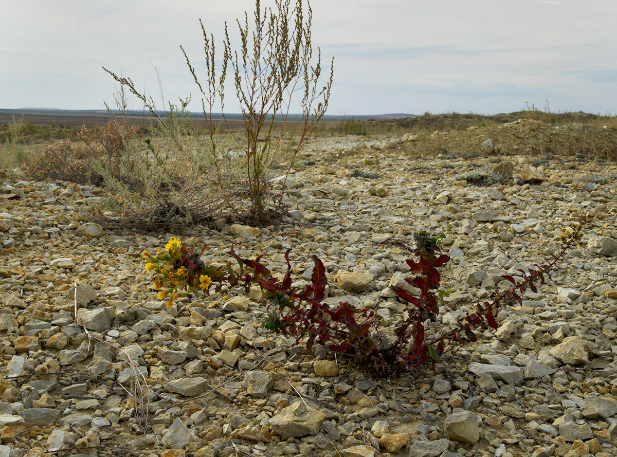 Изображение особи Hieracium virosum.