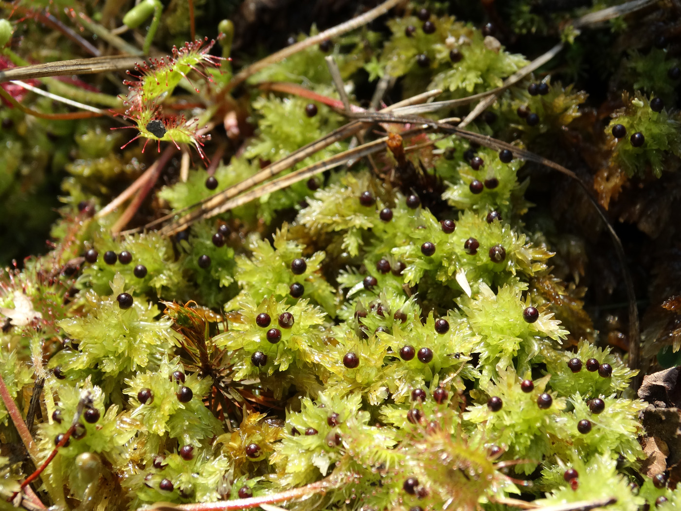 Image of Sphagnum compactum specimen.