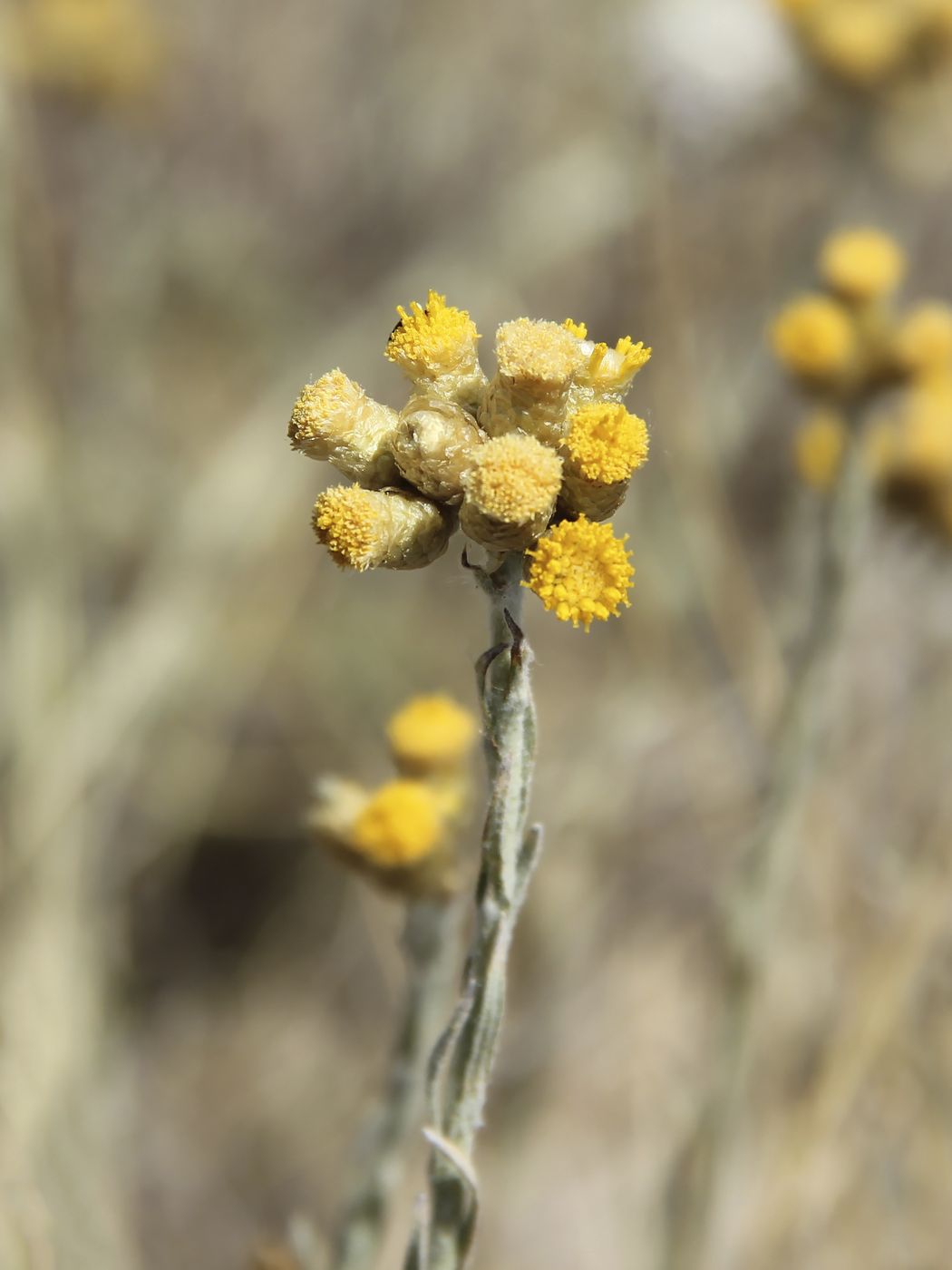 Image of Helichrysum nuratavicum specimen.