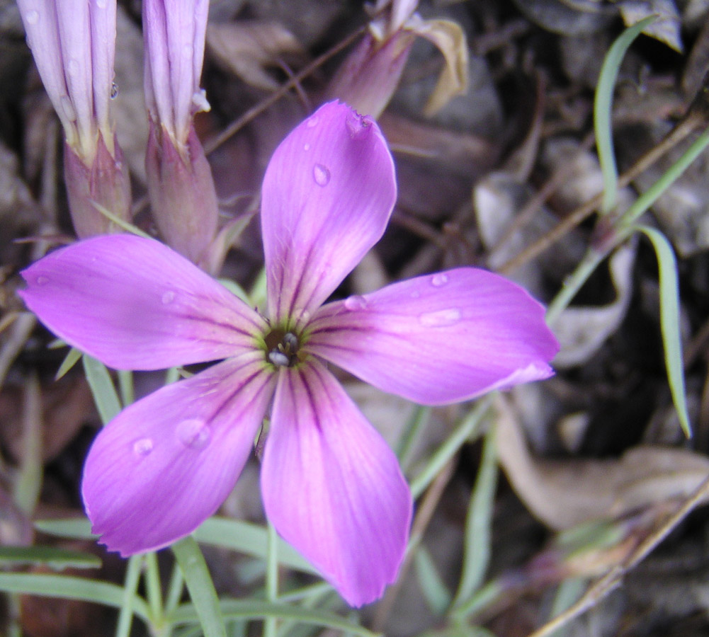 Image of Dianthus repens specimen.