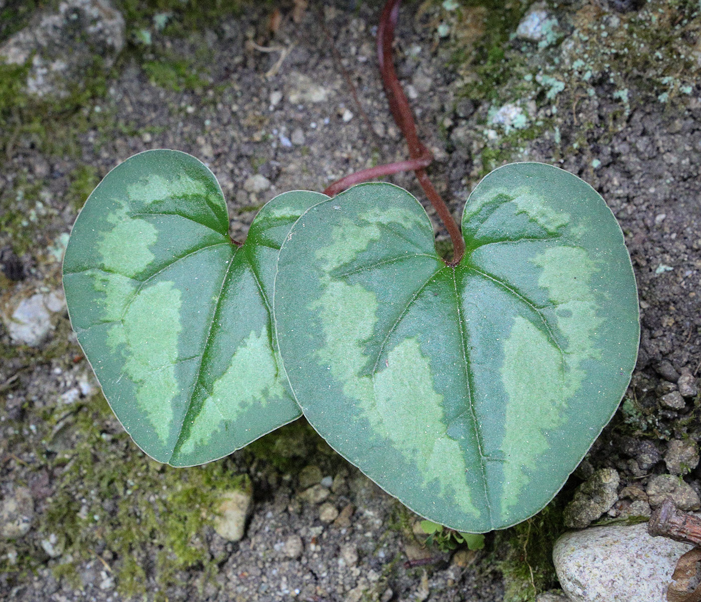 Image of Cyclamen coum specimen.