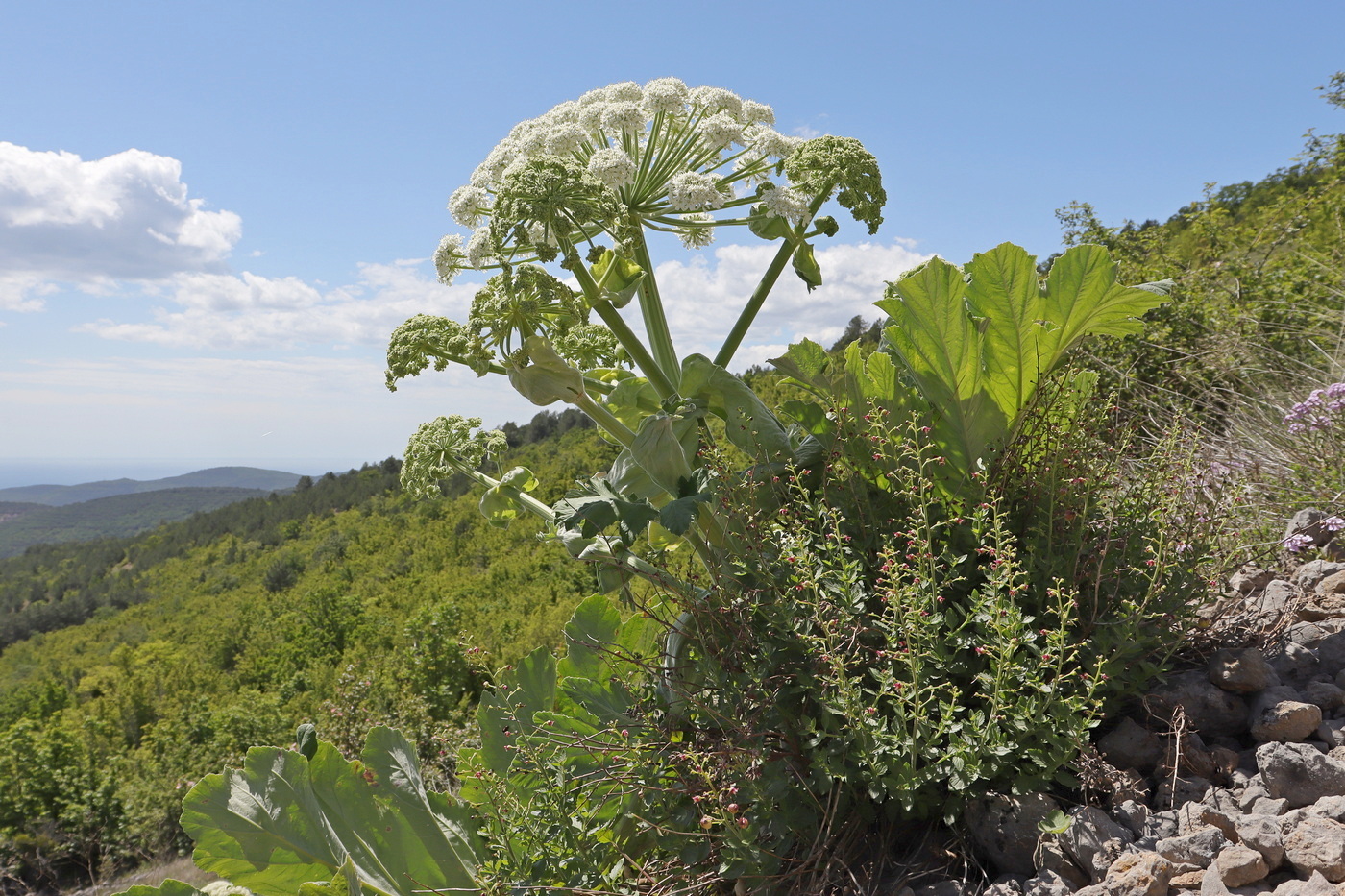 Image of Heracleum stevenii specimen.