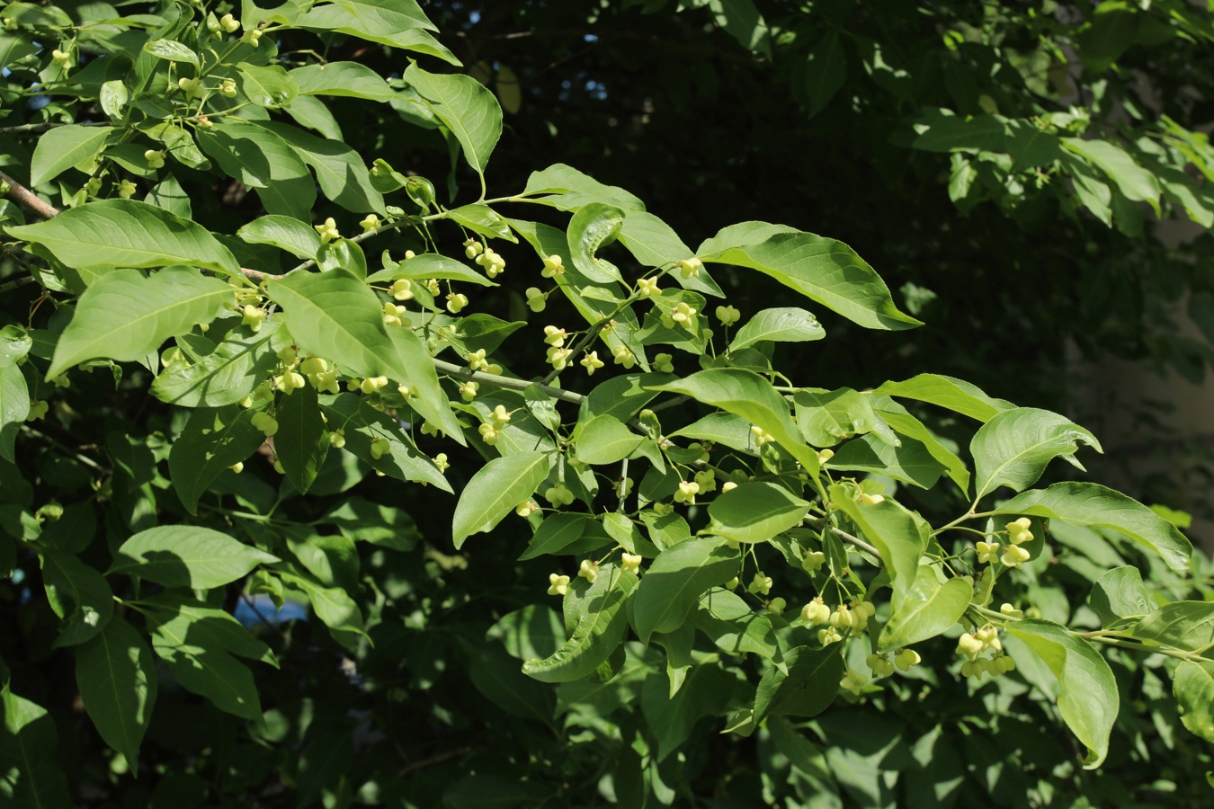 Image of Euonymus europaeus specimen.