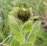 Смотреть изображение Inula orientalis