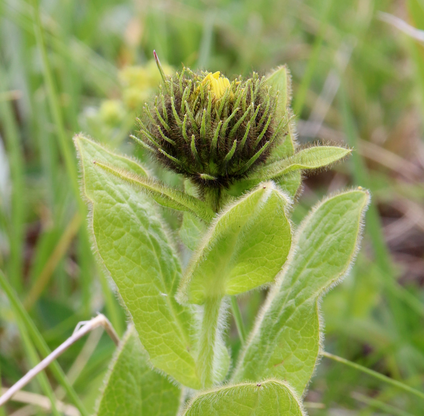 Image of Inula orientalis specimen.