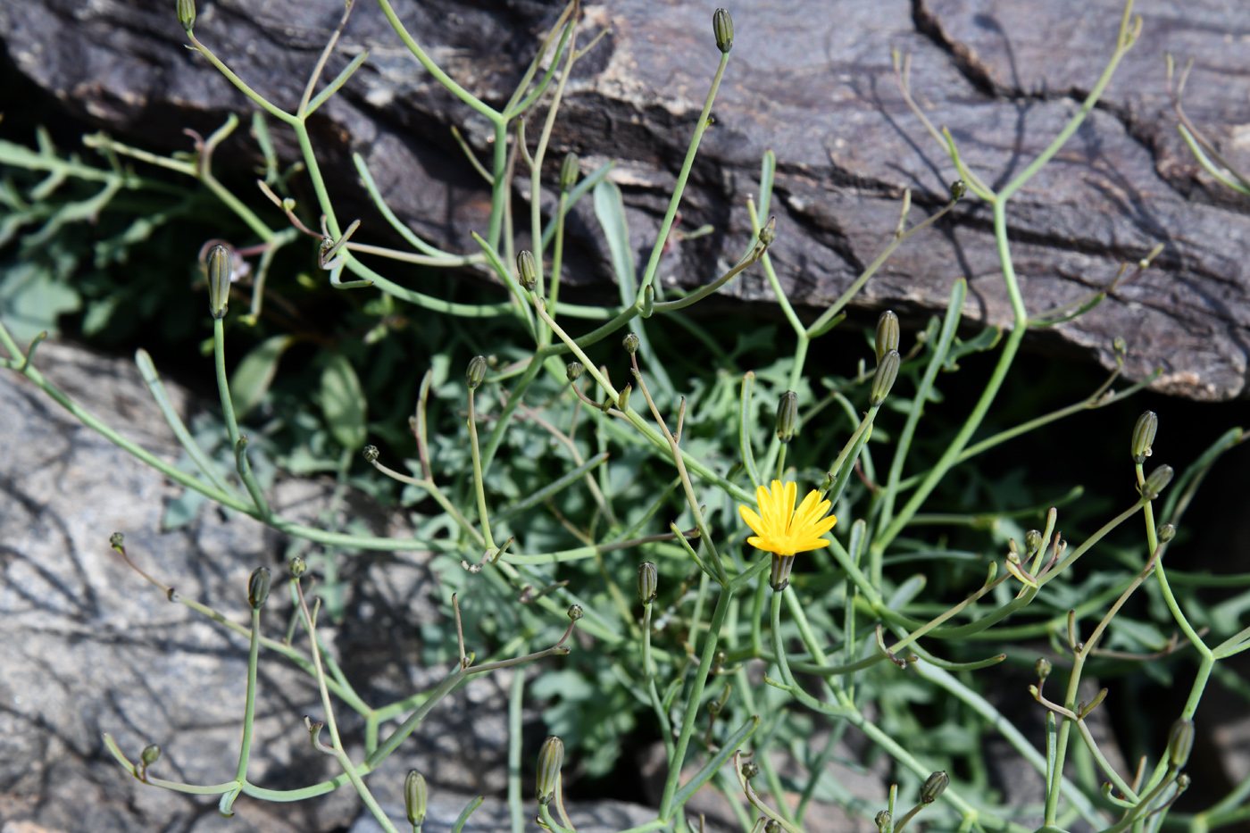 Image of Youngia tenuifolia specimen.