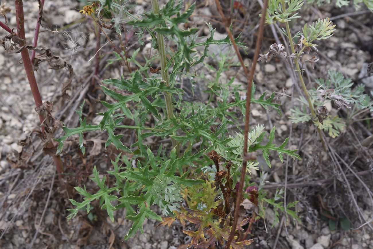 Изображение особи Echinops ritro.