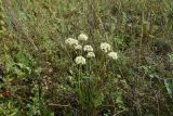 Allium flavescens. Цветущие растения. Рязанская обл., Милославский р-н, окр. дер. Гаи, на границе Тульской обл., балка Крутой Овраг, луг. 30 июля 2024 г.