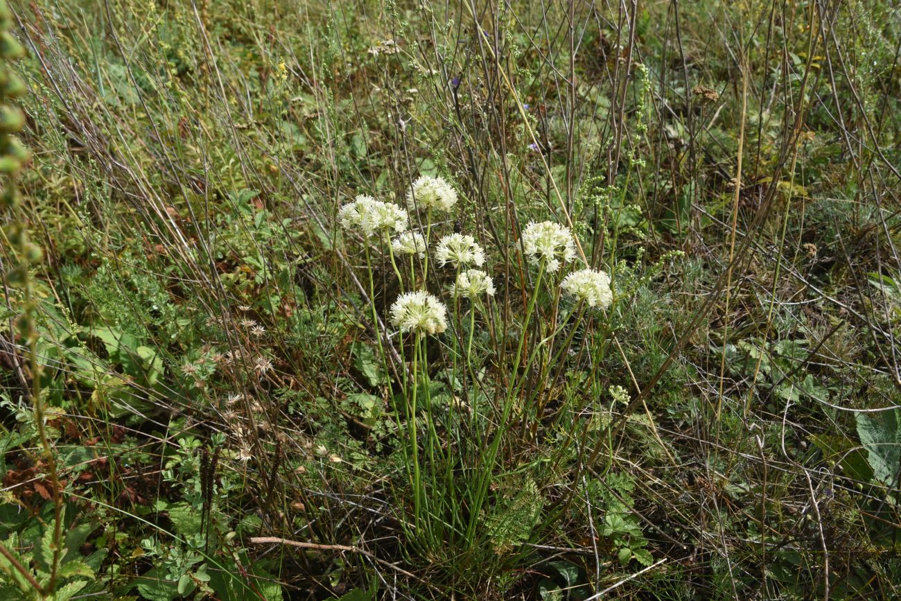 Image of Allium flavescens specimen.