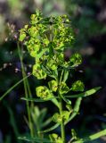 Euphorbia borealis. Верхушка плодоносящего растения. Красноярский край, гор. округ Норильск, пос. Снежногорск, подножие лугового склона. 27.07.2023.