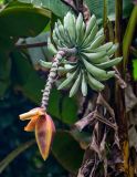 Musa acuminata