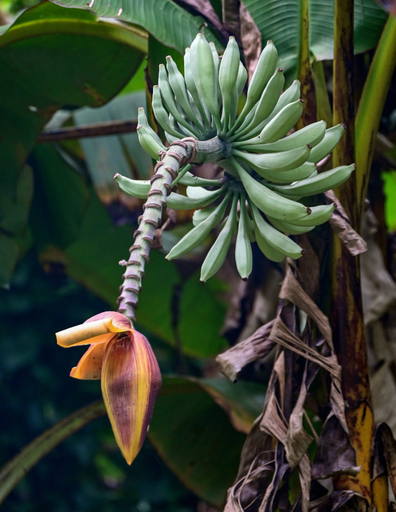 Image of Musa acuminata specimen.