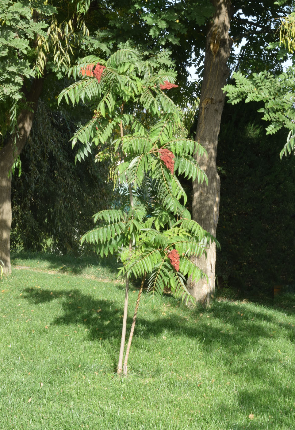 Image of Rhus glabra specimen.