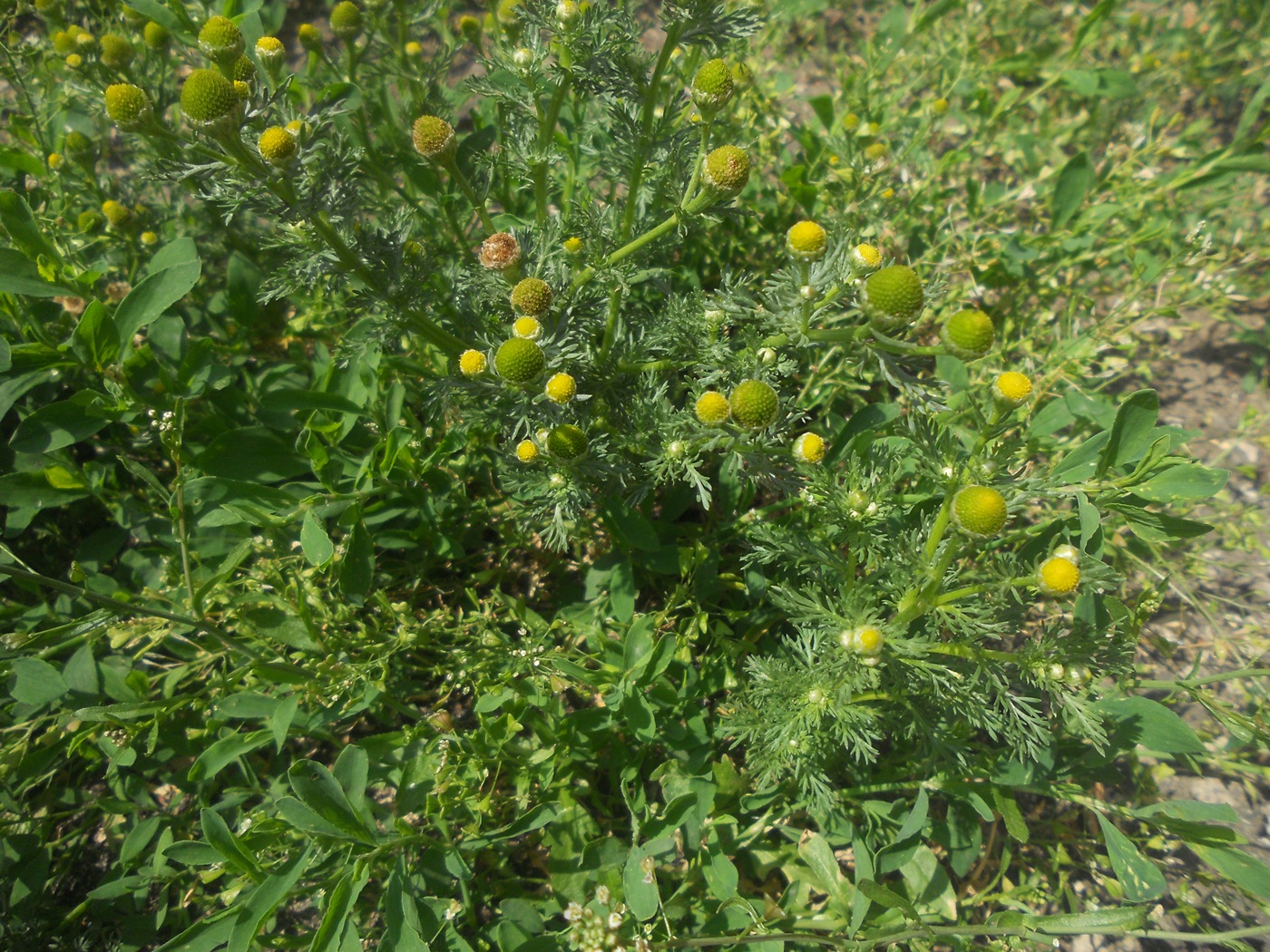 Image of Matricaria discoidea specimen.