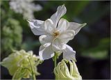 Aquilegia vulgaris. Цветок и шпорцы цветка (гипохромная форма). Московская обл., Раменский р-н, окр. дер. Хрипань, садовый участок. 17.06.2024.