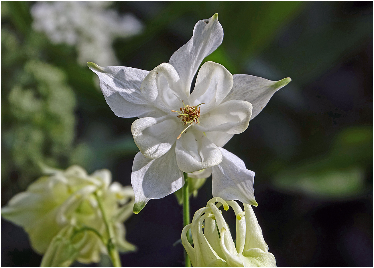 Image of Aquilegia vulgaris specimen.