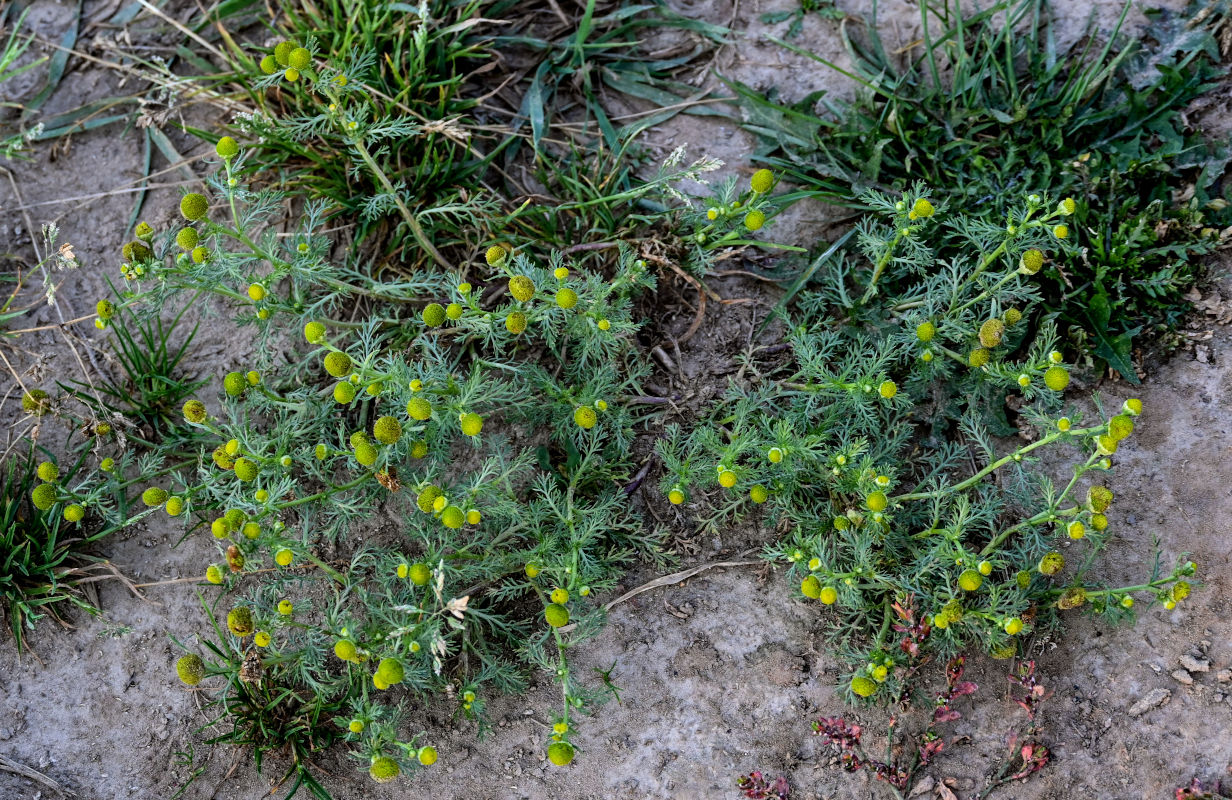 Изображение особи Matricaria discoidea.