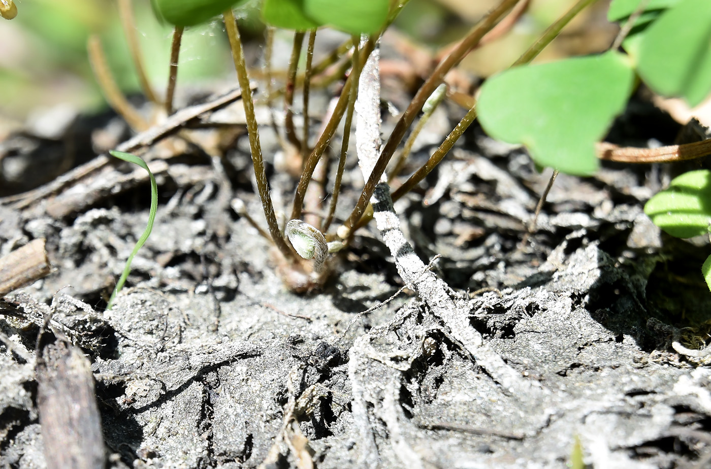 Изображение особи Marsilea aegyptiaca.