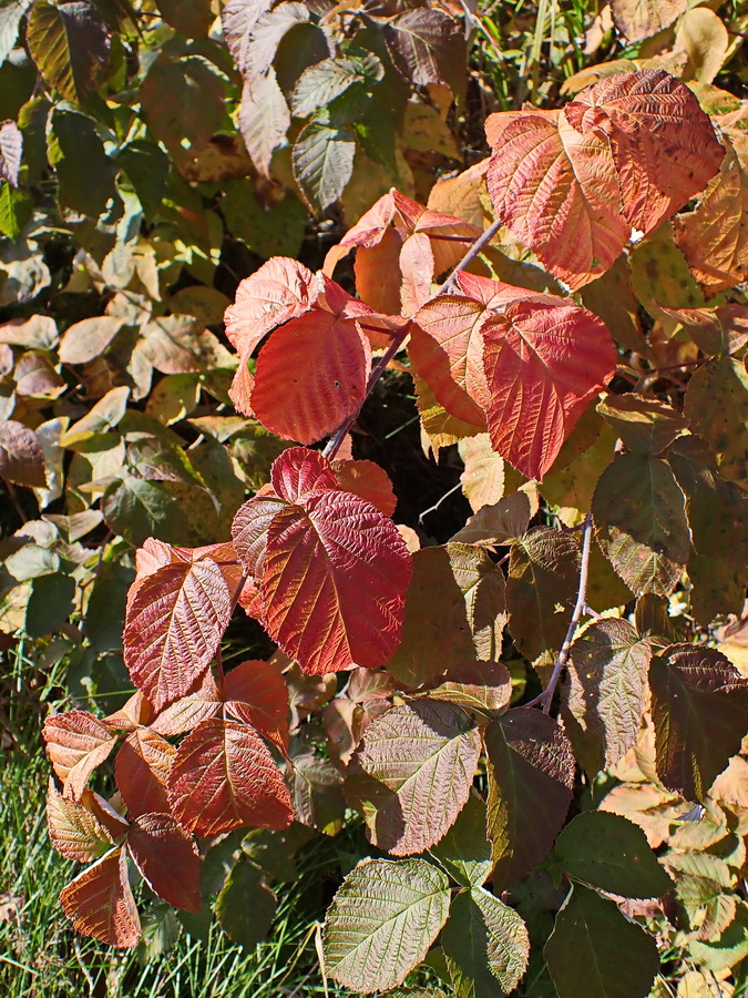 Image of Rubus matsumuranus specimen.