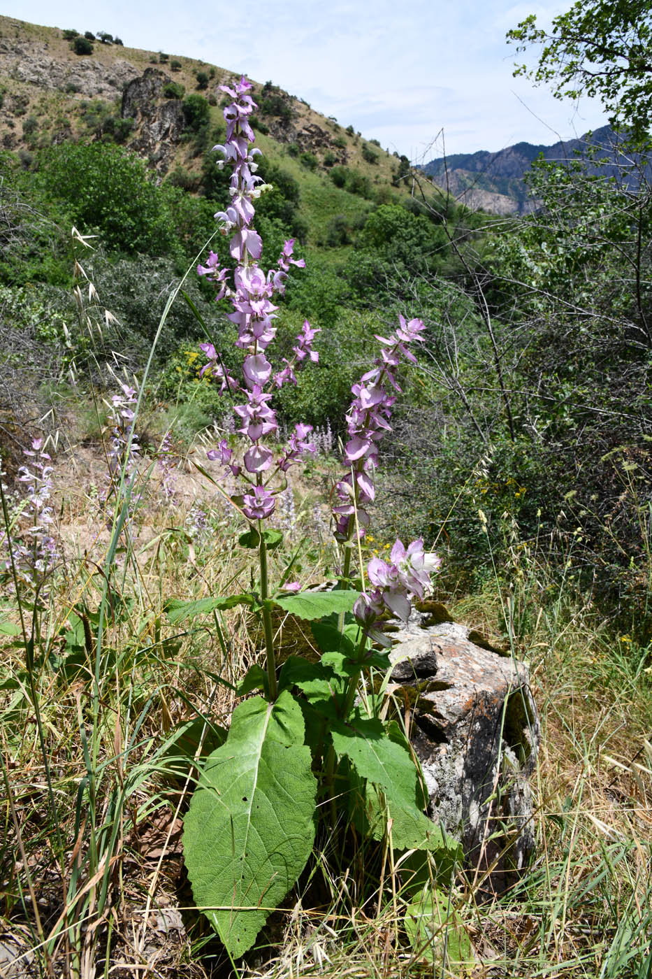 Image of Salvia sclarea specimen.