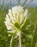 Trifolium canescens