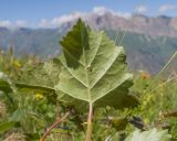 Betula litwinowii. Лист молодого порослевого побега (абаксиальная сторона). Кабардино-Балкария, Черекский р-н, окр. с/п Верхняя Балкария, северо-западный склон горы Айдарука-Цырт, ≈ 2200 м н.у.м., субальпийский луг. 29.07.2024.