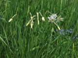 Narcissus angustifolius. Цветущее растение. Украина, Закарпатская обл., Хустский р-н, \"Долина нарциссов\". 4 мая 2008 г.