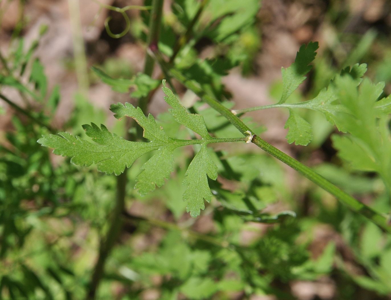 Image of genus Pyrethrum specimen.