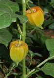 Alkekengi officinarum. Незрелые плоды; ок. цветоножек - опавшие пыльники(?) Ailanthus altissima. Узбекистан, г. Ташкент, пос. Улугбек, в культуре. 01.07.2015.