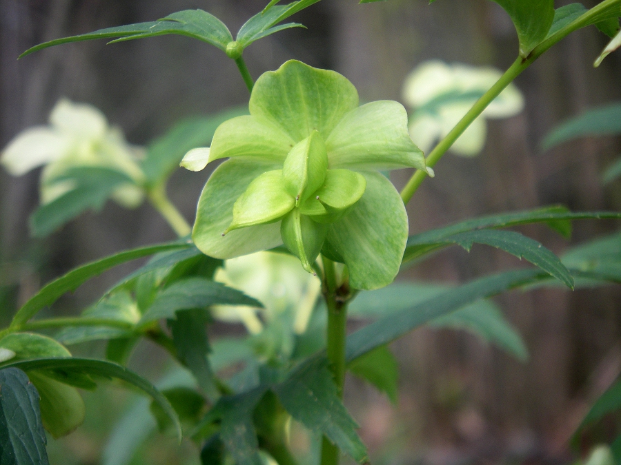 Изображение особи Helleborus viridis.