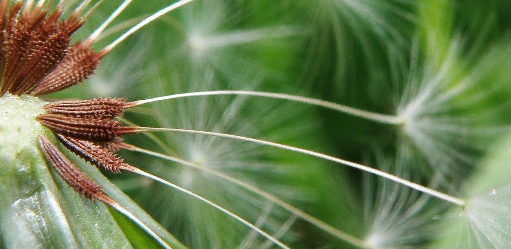 Image of Taraxacum tenuilobum specimen.