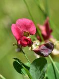 View full-size image Lathyrus miniatus