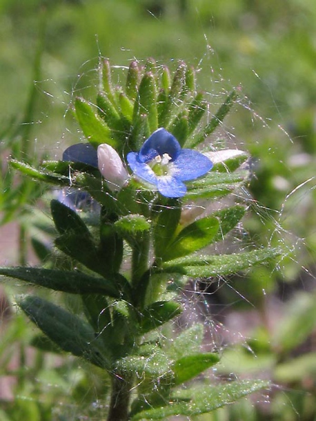 Image of Veronica arvensis specimen.