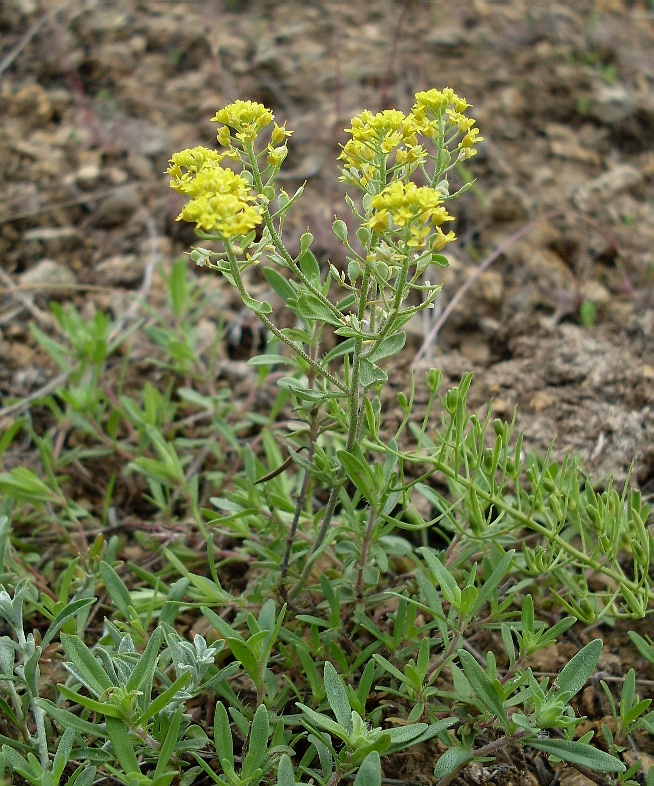 Image of Odontarrhena tortuosa specimen.