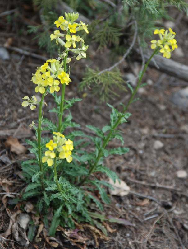 Image of Erysimum cuspidatum specimen.