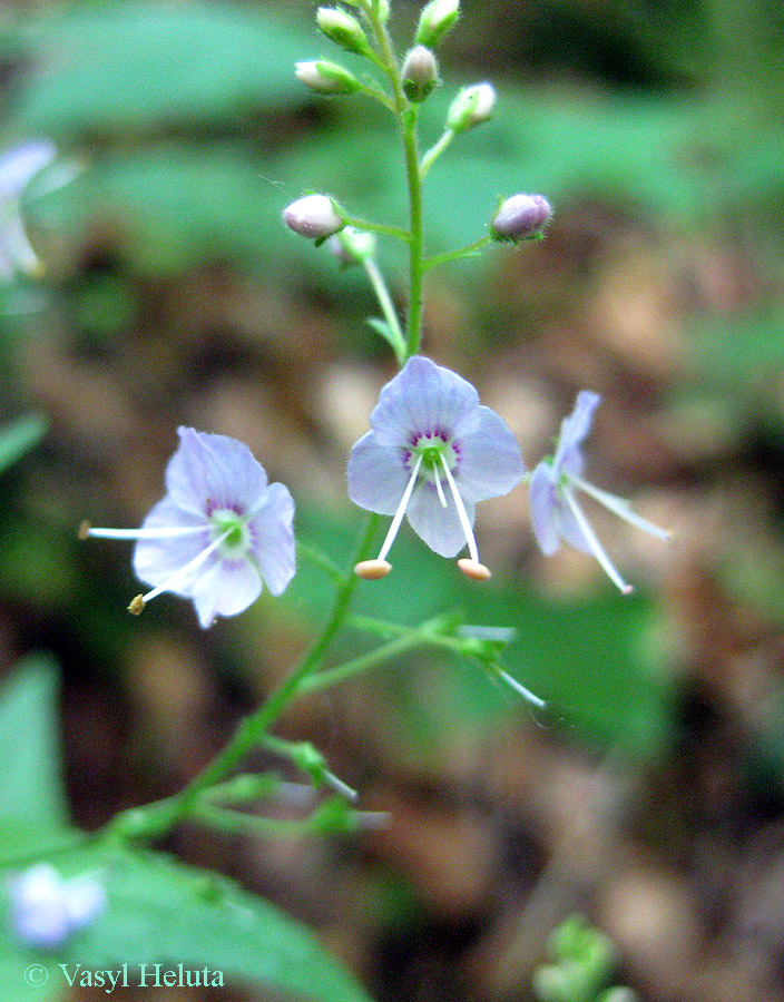 Image of Veronica urticifolia specimen.