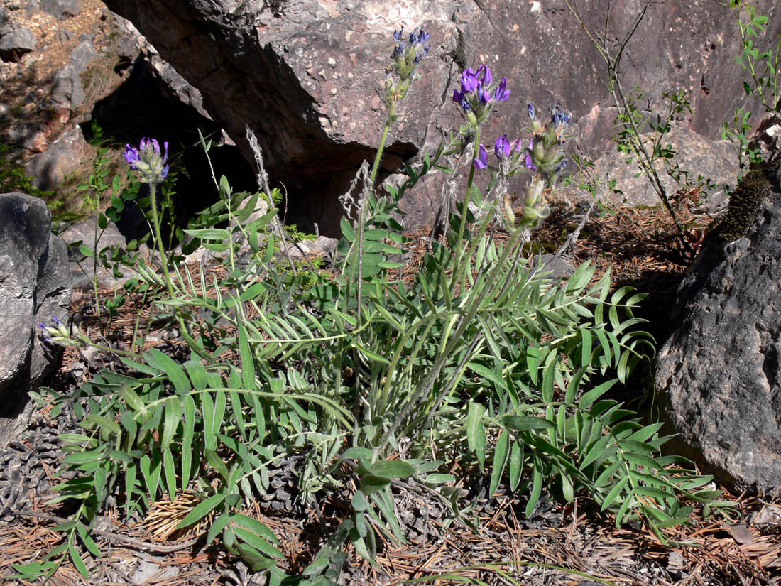 Image of Oxytropis ivdelensis specimen.